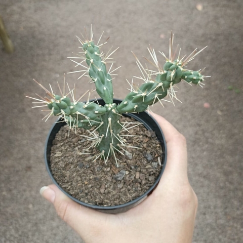 Cylindropuntia Tunicata