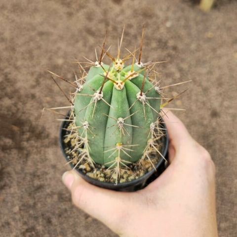 Trichocereus Macrogonus