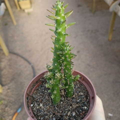 Opuntia Subulata