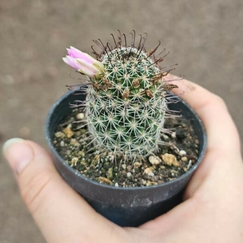 Mammillaria Alamensis