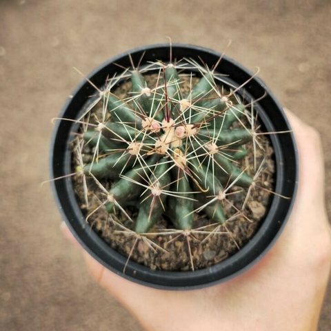 Hamatocactus Sinuatus Espinho Rubro