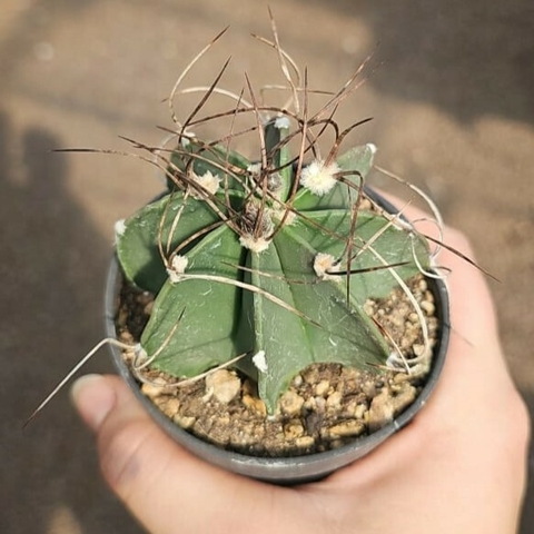 Astrophytum Crassispinum