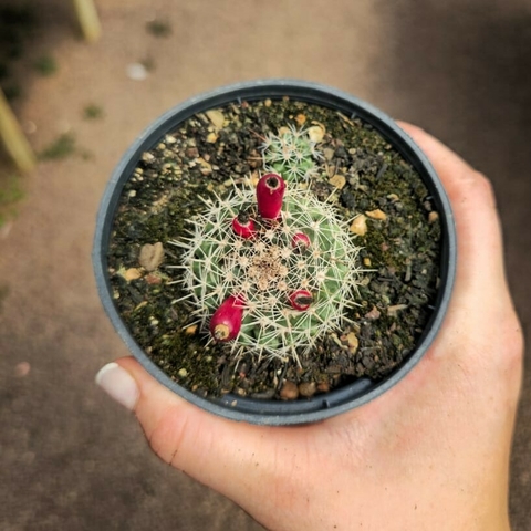 Mammillaria Sem ID