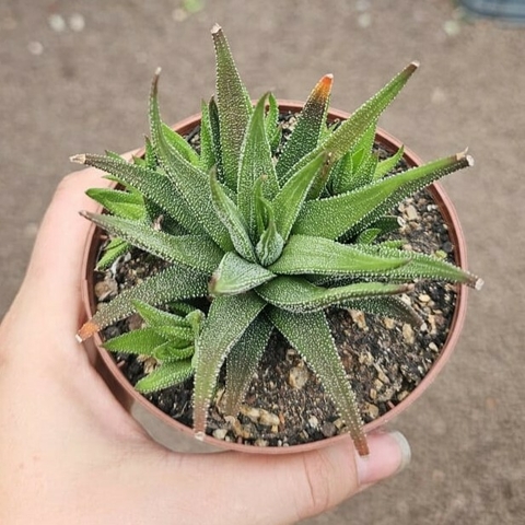 Haworthia Attenuata Var. Raluda - comprar online
