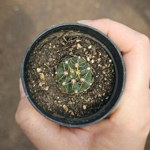 Gymnocalycium Uruguayensis