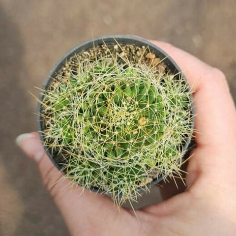 Mammillaria Campotricha - comprar online