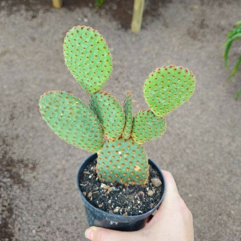 Opuntia Microdasys Vermelha