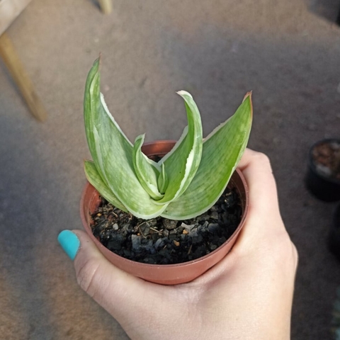 Aloe Striata
