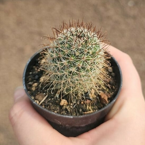 Mammillaria Heriana V. Hamathus
