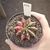 Gymnocalycium Variegata 03