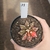 Gymnocalycium Variegata 11