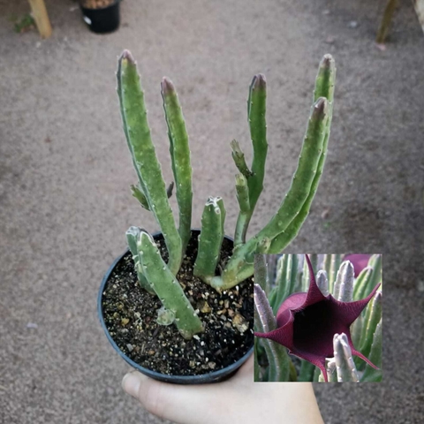 Stapelia Leendertziae
