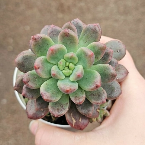 Echeveria Chanel