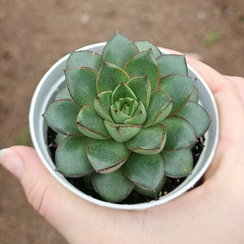 Echeveria Merly