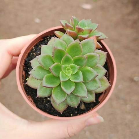 Taciveria Ruth Bancos