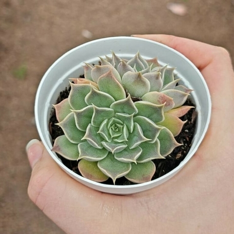 Echeveria Bibiana