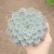 Echeveria Won Factor