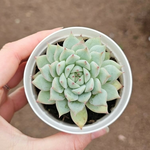 Echeveria Thinghushi
