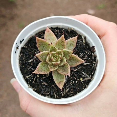 Echeveria Daphinis