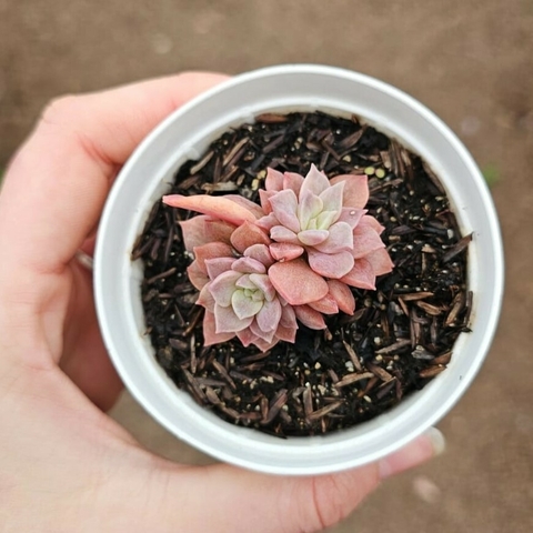Echeveria Ness