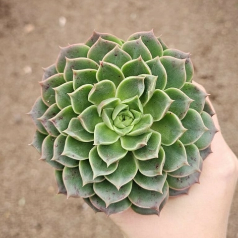 Echeveria Thunder Rose