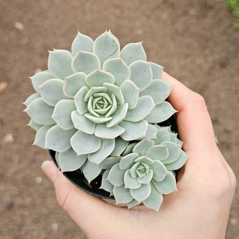 Echeveria Deresina