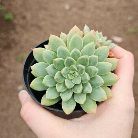 Graptoveria Solow