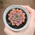 Echeveria Pluto