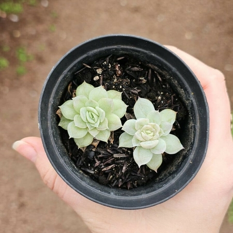 Echeveria Artic Ice