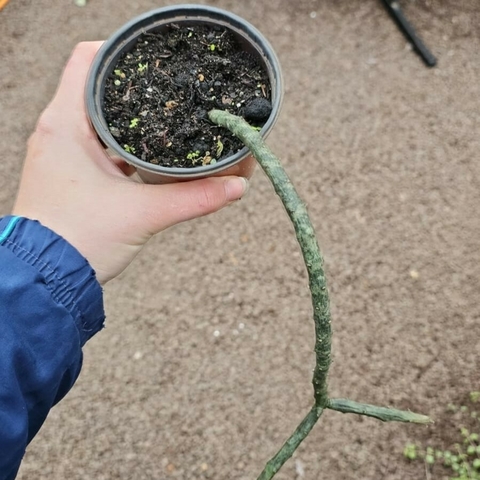 Ceropegia Stapeliiformis