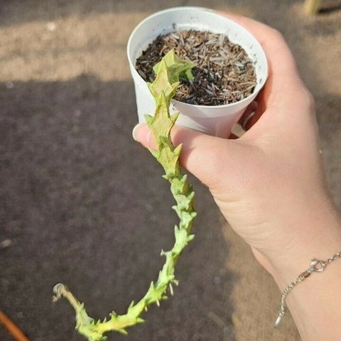 Ceropegia Simonae