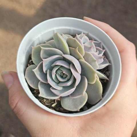 Echeveria Lotus