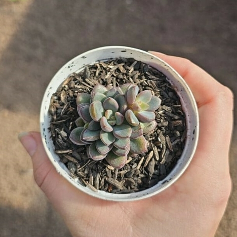 Graptoveria Purple Dream