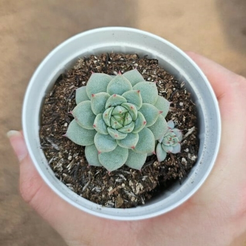 Echeveria Gred Line
