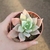 Echeveria Híbrida German
