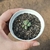 Conophytum 04