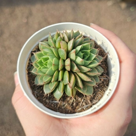 Echeveria Catseye