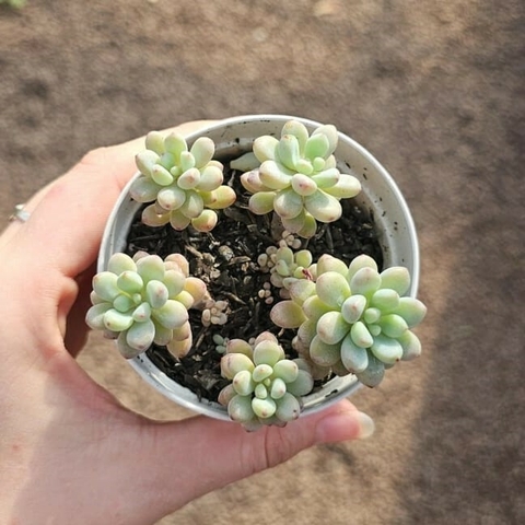 Echeveria Amoena Microcalixe