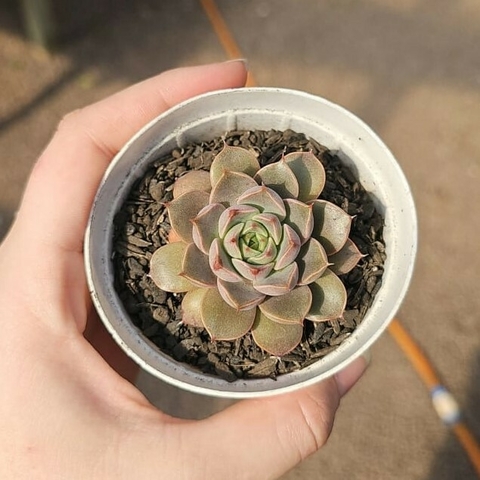 Echeveria Roman