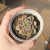 Echeveria Roman