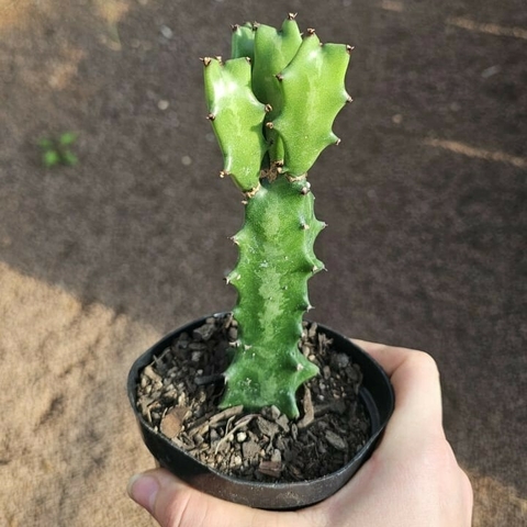 Euphorbia Lactea