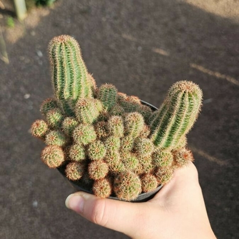 Echinopsis Chamaelobivia