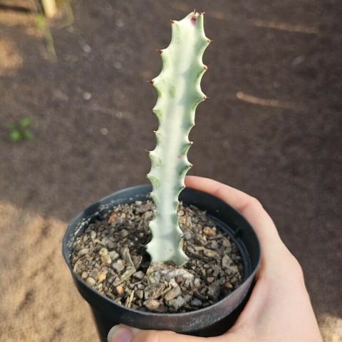 Euphorbia Lactea Variegata