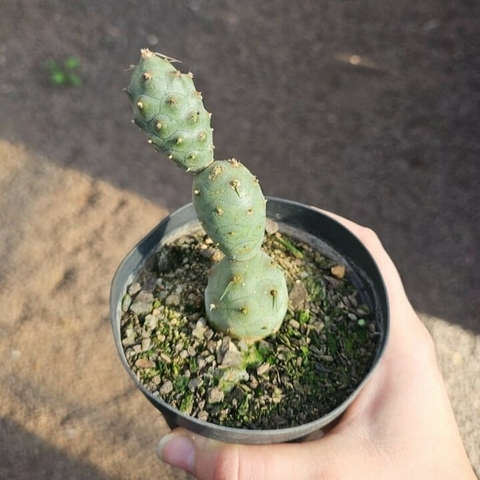 Tephrocactus Articulatus
