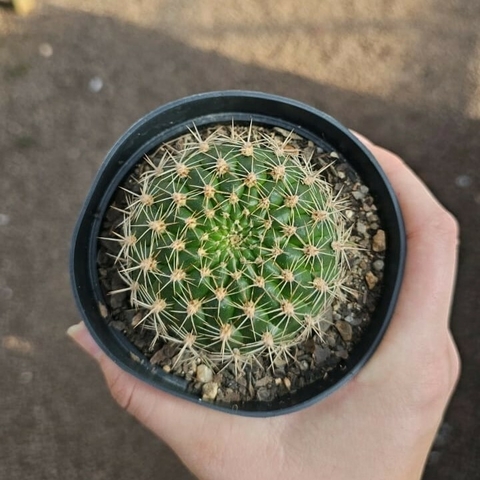 Weingarthia Neacomingii