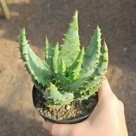 Aloe Aculeata