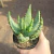 Aloe Aculeata