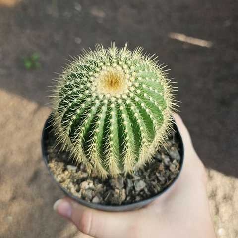 Eriocactus Claviceps