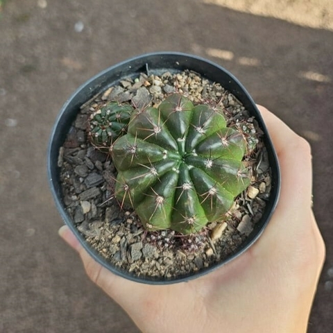 Notocactos Compesensis