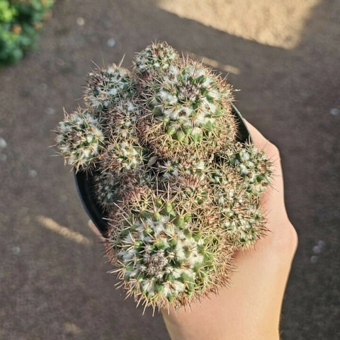 Mammillaria Voburnensis